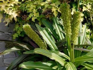 Eucomis en bordure d'allée