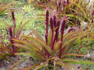 Eucomis comosa
