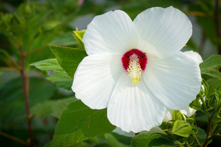 Hibiscus des marais - variété blanche