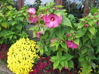 Hibiscus des marais (Hibiscus moscheutos)