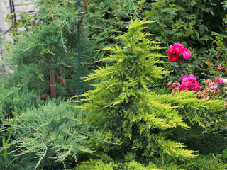 Juniperus x pfitzeriana 'Daub's Frosted'