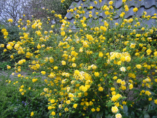 Kerria japonica 'Pleniflora'