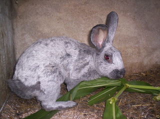 Lapin Argenté de Champagne