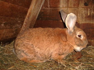Lapin Fauve de Bourgogne