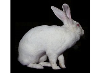 Lapin Géant Blanc du Bouscat