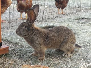 Lapin Géant des Flandres