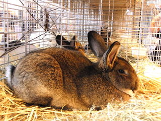 Lapin Gris de Vienne