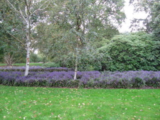 Liriope muscari dans un massif