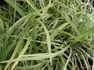 Liriope muscari à feuillage panaché