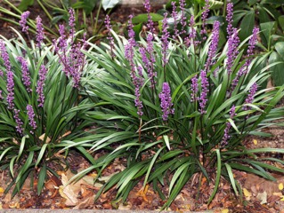 Liriope muscari