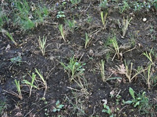 Liriopes récemment plantées