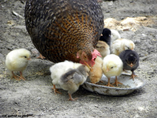 Poules : évitez les mangeoires posées au sol