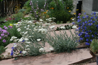 Achillea kellereri