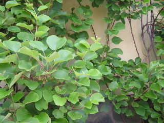 Actinidia planté contre un mur