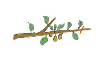 Actinidia : taille en vert