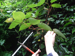 Taille en vert de l'actinidia