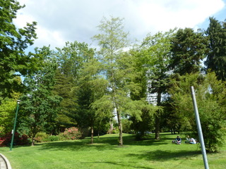 Aulne à feuillage découpé - Alnus glutinosa 'Imperialis'
