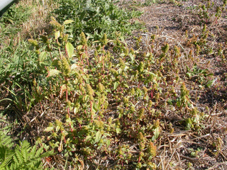 Amarante réfléchie (Amaranthus retroflexus)