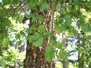 Alnus cordata - Aulne de Corse