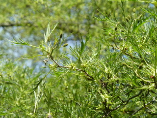 Aulne - Alnus glutinosa 'Imperialis'