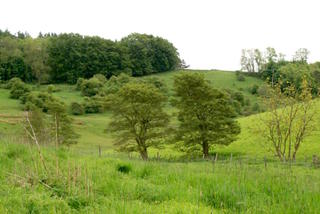 Aulnes (au centre)