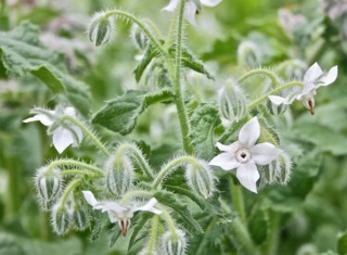 Bourrache blanche (Borago officinalis)