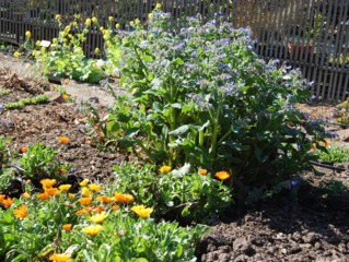 Bourrache et calendula au potager