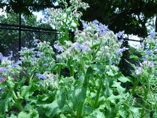 Bourrache (Borago officinalis)