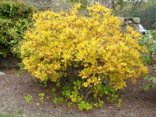 Clethra alnifolia : feuillage en automne
