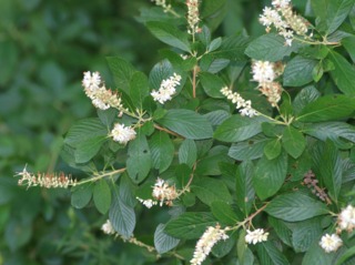 Clethra alnifolia : fleurs et feuillage en été