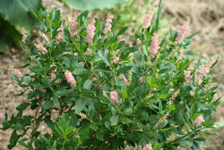 Clethra alnifolia 'Ruby Spice'