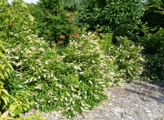 Clethra alnifolia