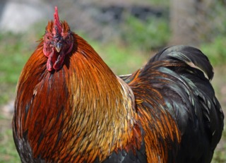 Coq Bantam de Pékin