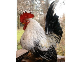 Coq Chabo