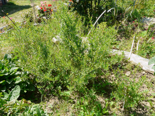 Estragon, Artemisia dracunculus