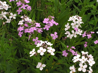 Julienne des dames : blanche ou mauve