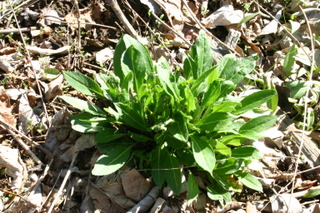 Julienne des dames au début du printemps