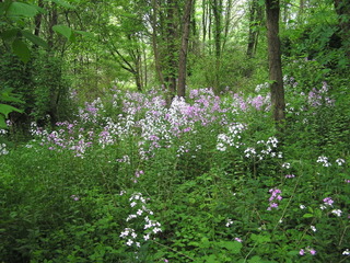 Julienne des dames sauvage, en sous-bois