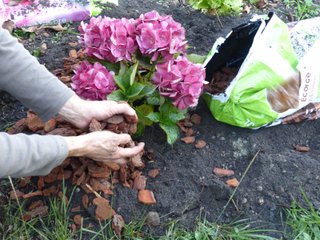 Paillage d'un pied d'hortensia avec de l'écorce