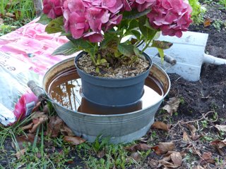Trempage d'une motte d'hortensia avant plantation
