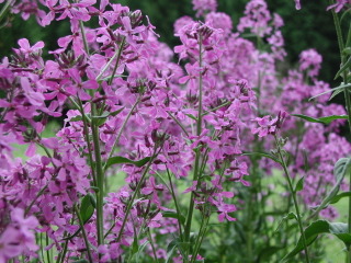 Julienne des dames - Hesperis matronalis