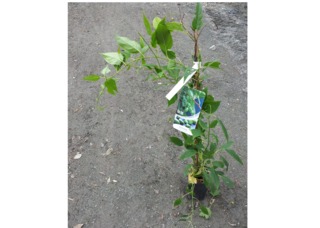 Jeune plant d'Actinidia arguta 'Issaï'