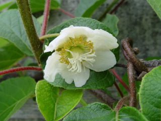Kiwi : fleur femelle