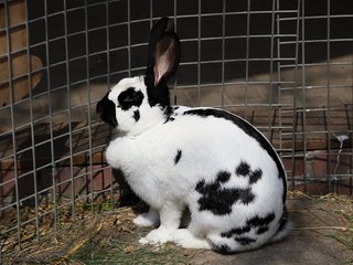 Lapin Géant papillon français