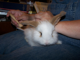 Brossage d'un lapin nain angora