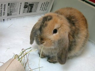 Lapin nain bélier