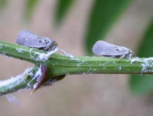 Cicadelle (Metcalfa pruinosa)