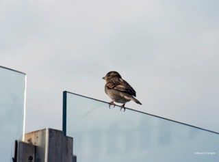 Moineau citadin