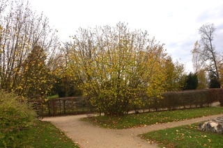 Noisetier en novembre