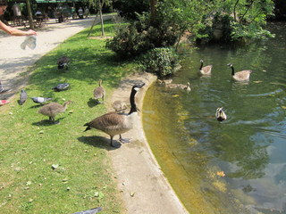 Nourrissage d'oiseaux d'eau par les passants
